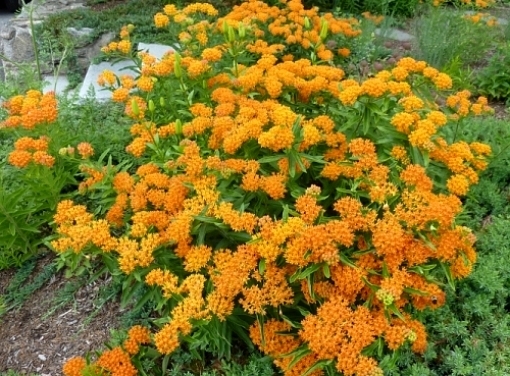 Milkweed Seed Mix 4 species Asclepias common orange swamp tropical