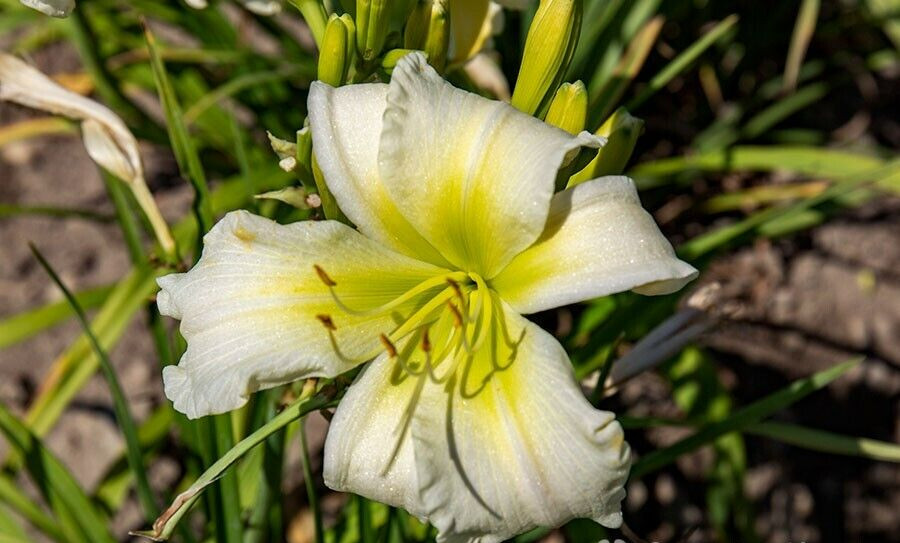 10 COCONUT LIME TWIST DAYLILY SEEDS – (Hemerocallis ‘Coconut Lime Twist’)