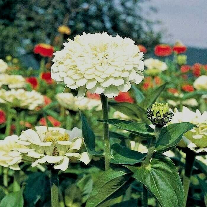 301+WHITE ZINNIA Flower Seeds Summer Flowering Annual Cut Flowers Garden Easy