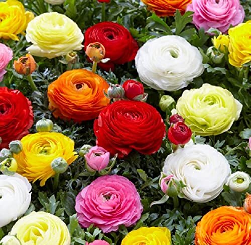3 Mixed Peony Ranunculus Bulbs – Ships from Iowa, USA – 3 Large Healthy Bulbs fo