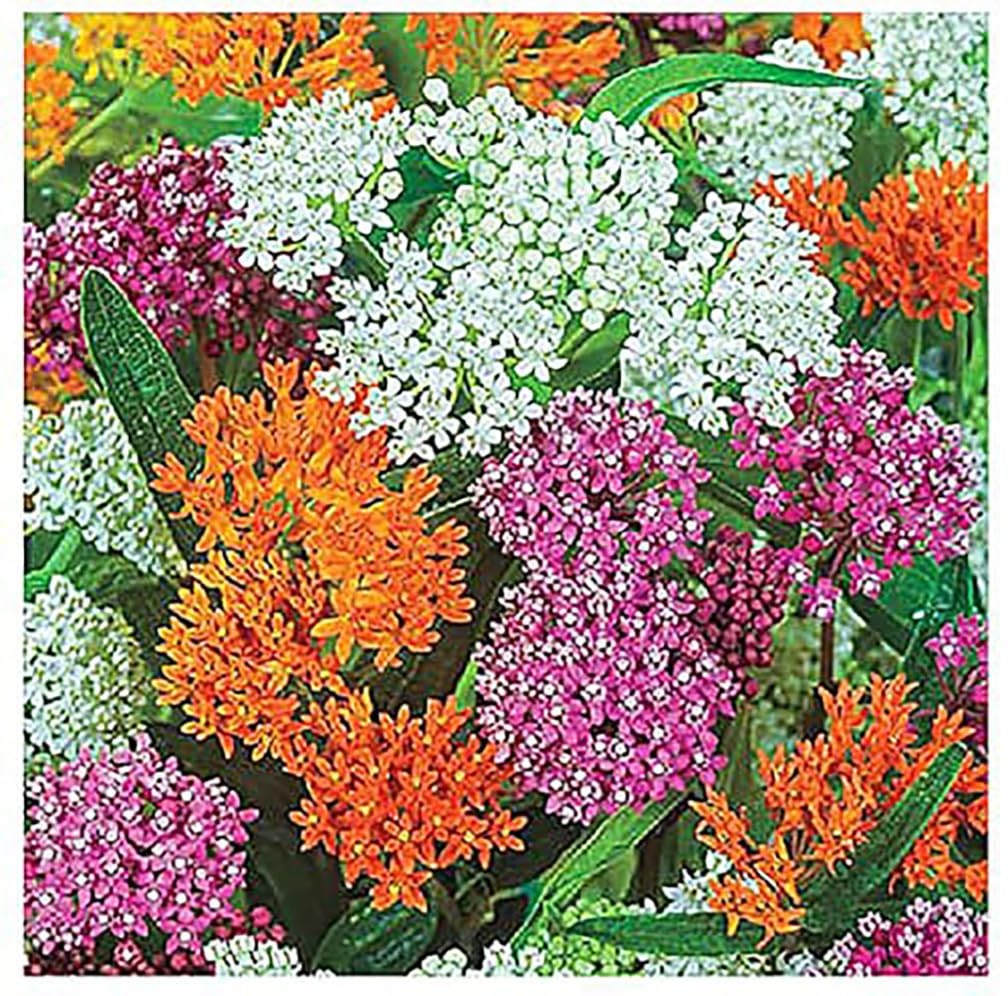 Blood Flower Milkweed Seeds – Food and Host Plant for Monarch Butterflies…
