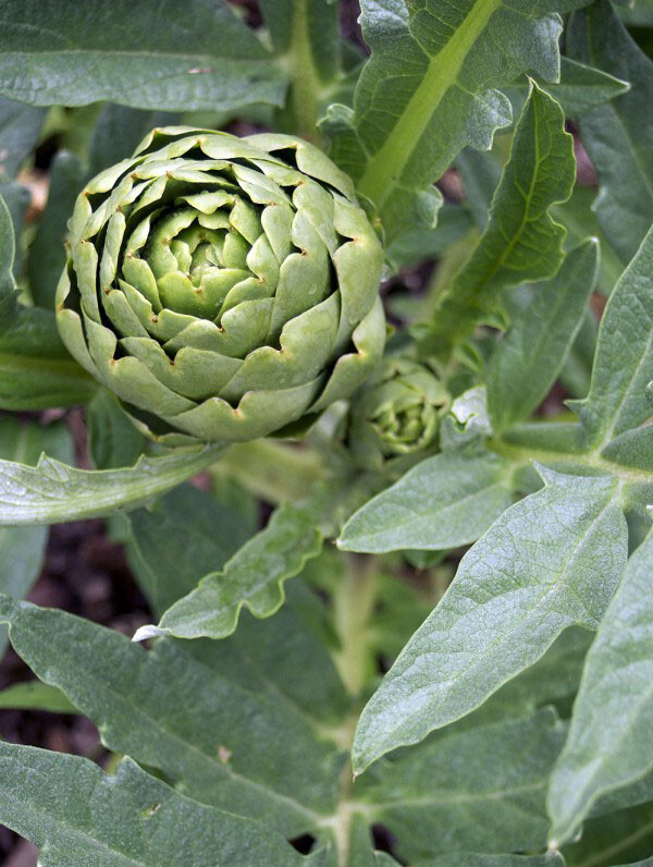 20+ Green Globe Artichoke Seeds Artichoke Thistle Cardoon Vegetable Seeds USA
