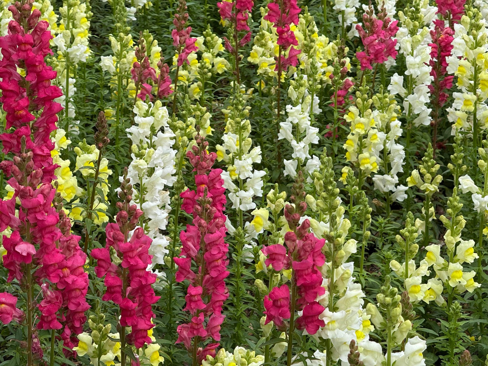2000 SNAPDRAGON CORONA MIX Antirrhinum Majus Flower Seeds *Flat S/H