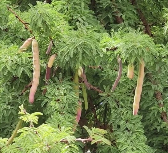 Twisted Acacia Huisachillo Tree Seeds, Acacia Schaffneri (20 Seeds) Rare Item