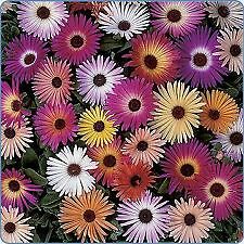 Mesembryanthemum Gelato Mix 2,000 seeds