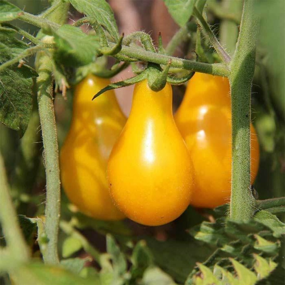 50+ Yellow Pear CHERRY TOMATO SEEDS | HIGH GERMINATION | NON-GMO |