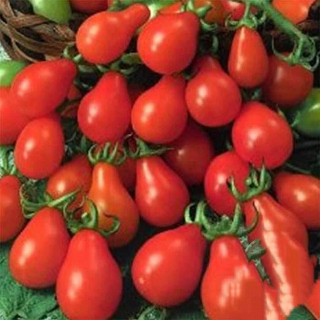 100 Red Pear cherry Tomato Seeds | NON-GMO | Heirloom |