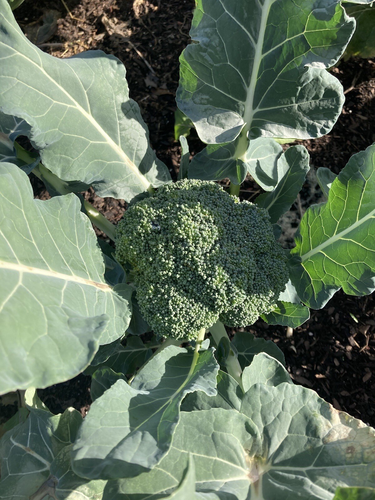Waltham Broccoli 1/4 oz Fresh Seeds Garden Planting Non-GMO