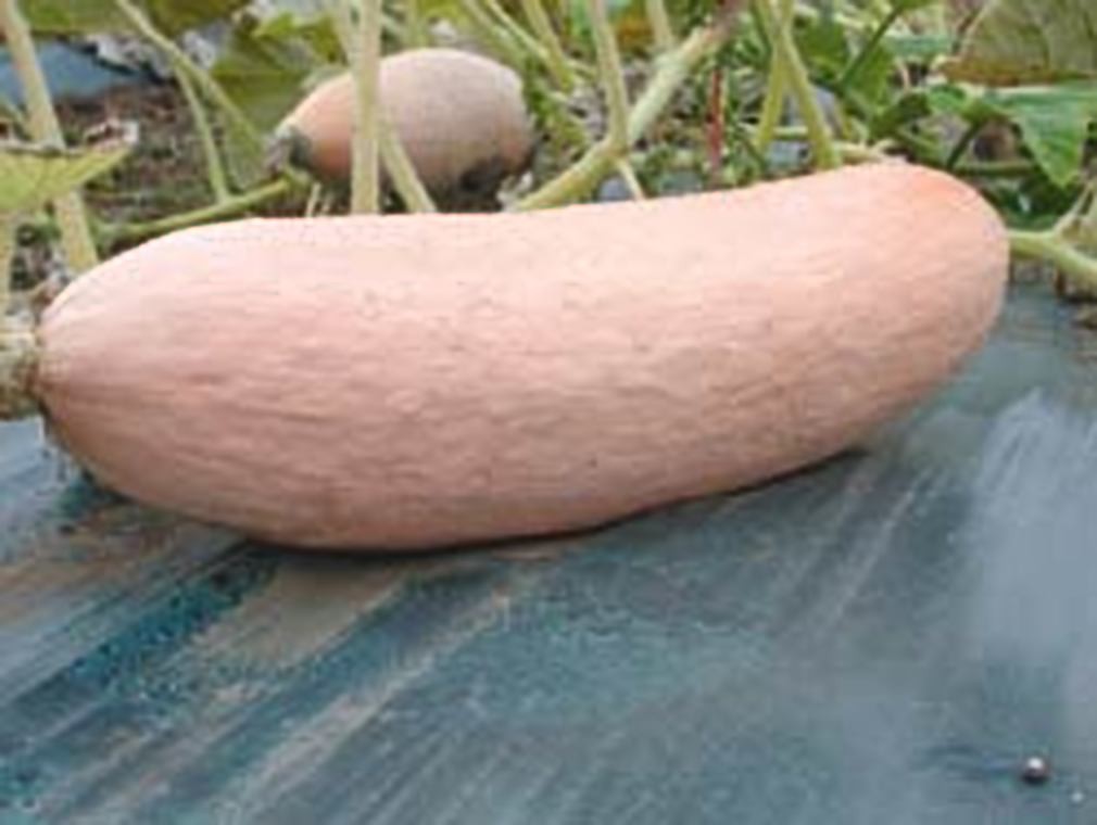 Squash Pink Banana Jumbo Garden Heirloom Vegetable by Seed Kingdom 1 Oz Seeds