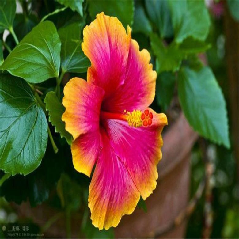 25pc HIBISCUS SEEDS Garden Plant Flower rare exotic USA seller FREE shipping