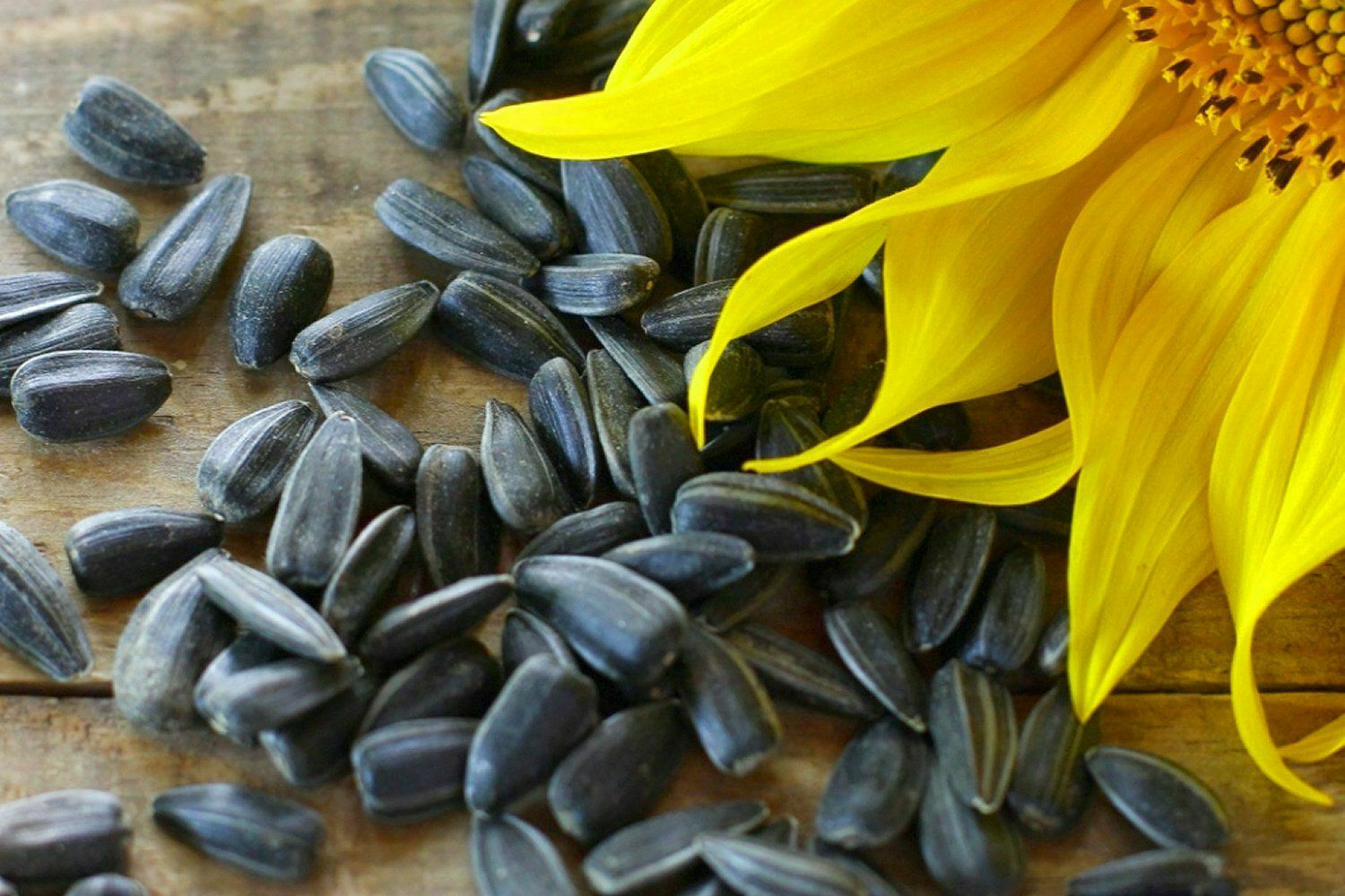 BlackOil Sunflower 100 Seeds Organic Non-GMO The Brooklyn Botanical Garden Club!