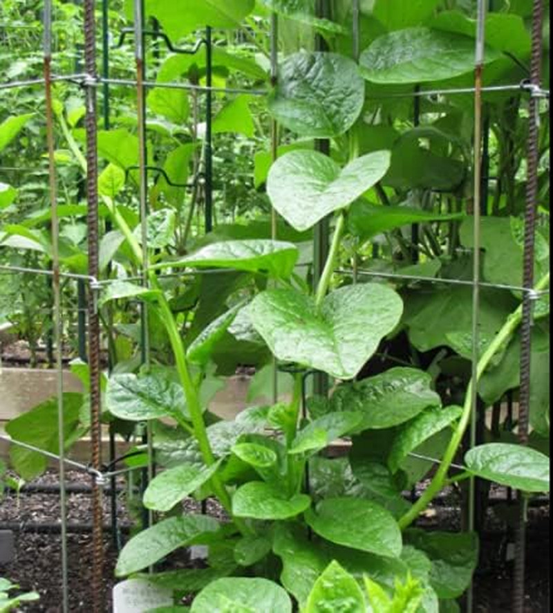 200+ Malabar Spinach Seeds for Planting – Ceylon Spinach Rau Mong TOI Green Stem