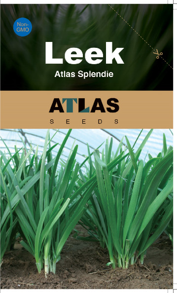 Leek -Atlas Splendie