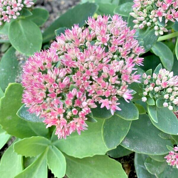 50 CORALJADE SEDUM SEEDS – Sedum ‘Coraljade’