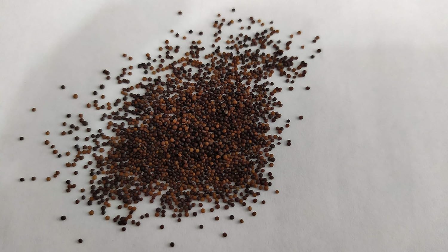 200 Thyme Seeds Sprouting, Cooking Herb Seeds