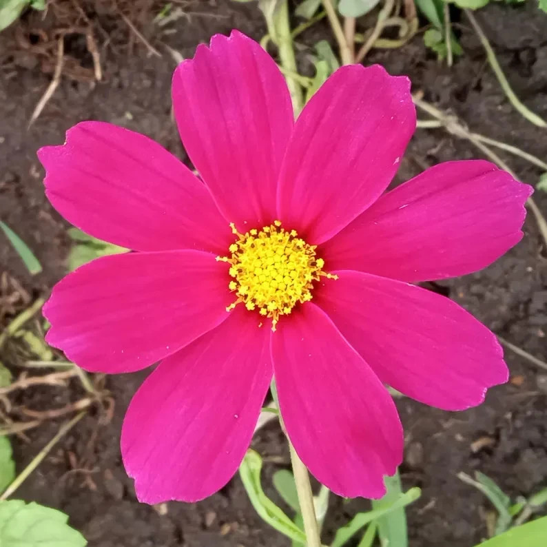 Cosmos Flower Seed Collection – 5 Vibrant Varieties, Heirloom, Pollinator-Friend