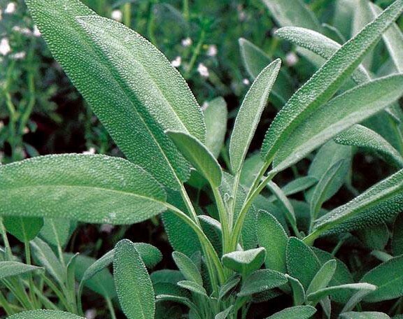 50+Broadleaf Sage Seeds Kichen Sage Common Sage Garden Sage Perennial Herb USA