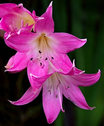 5 Pink Naked Ladies Amaryllis Belladonna Bulbs – Surprise Lily LARGE Size