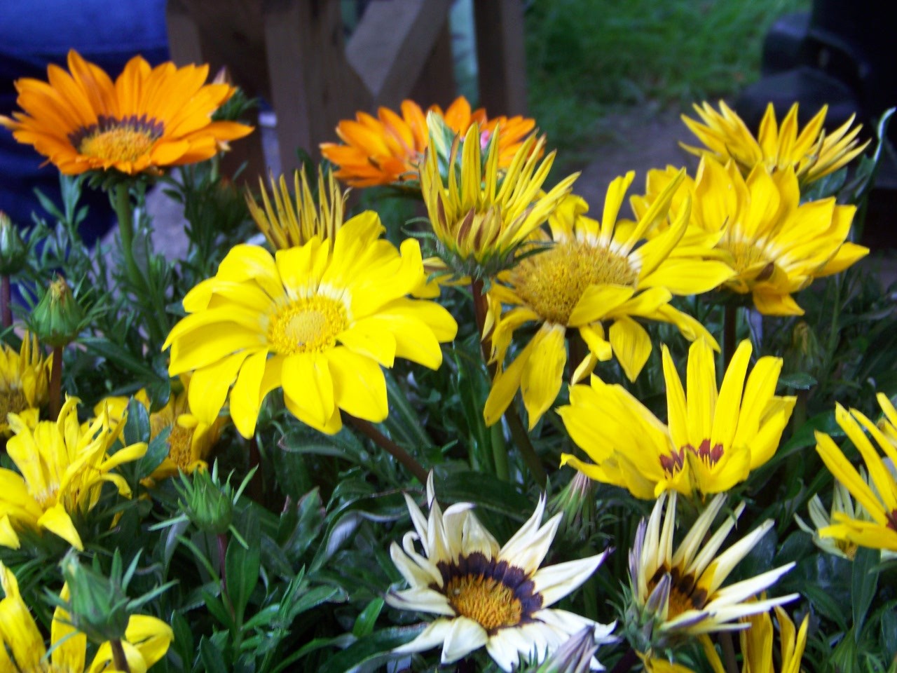 gazania, SUNSHINE MIX Perennial Perennial, 40 SEEDS! GroCo BUY 10=SHIPS FREE
