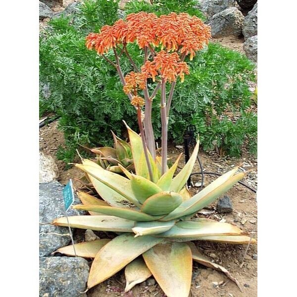 Aloe striata – Coral Aloe – 10 Fresh Seeds