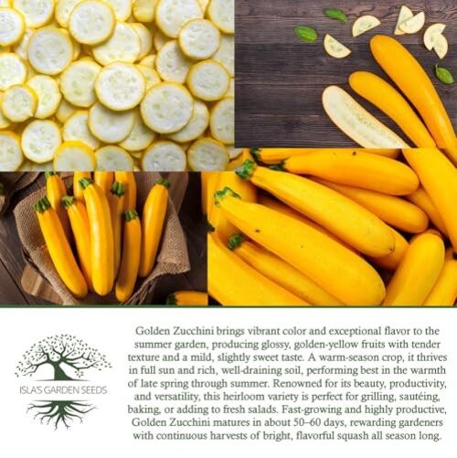Golden Zucchini Summer Squash Seeds (Cucurbita Pepo) – 50+ Heirloom Non-GMO