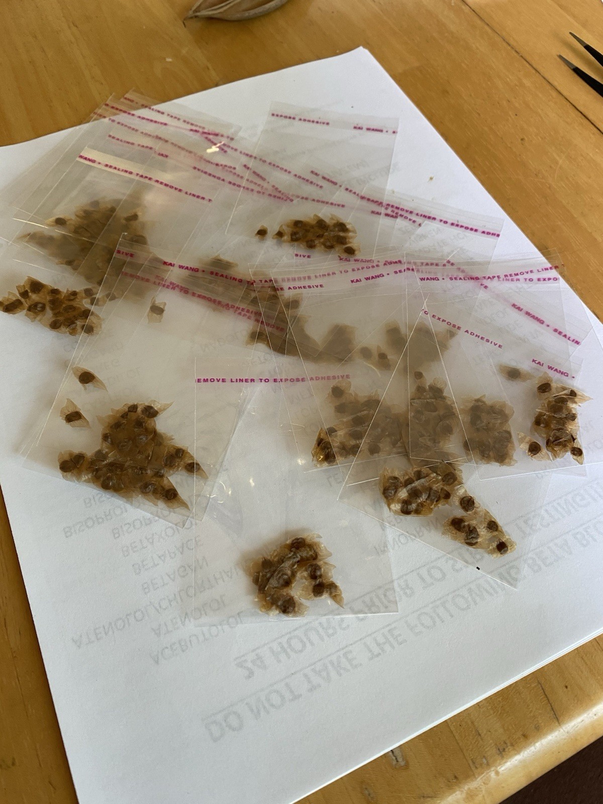 Hummingbird Orange Trumpet Vine (Campsis Radicans) Seeds