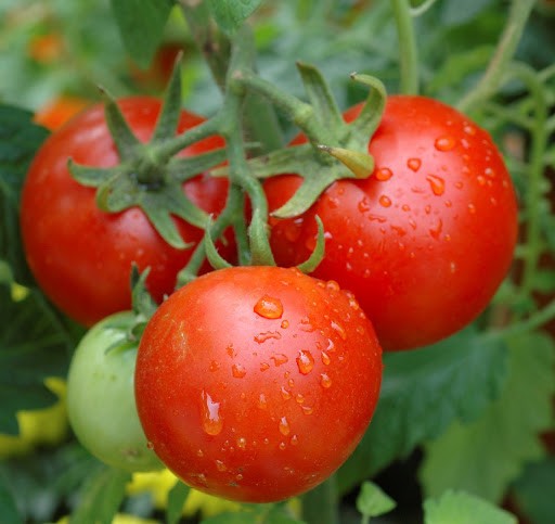 Legend Tomato – 20 Seeds *