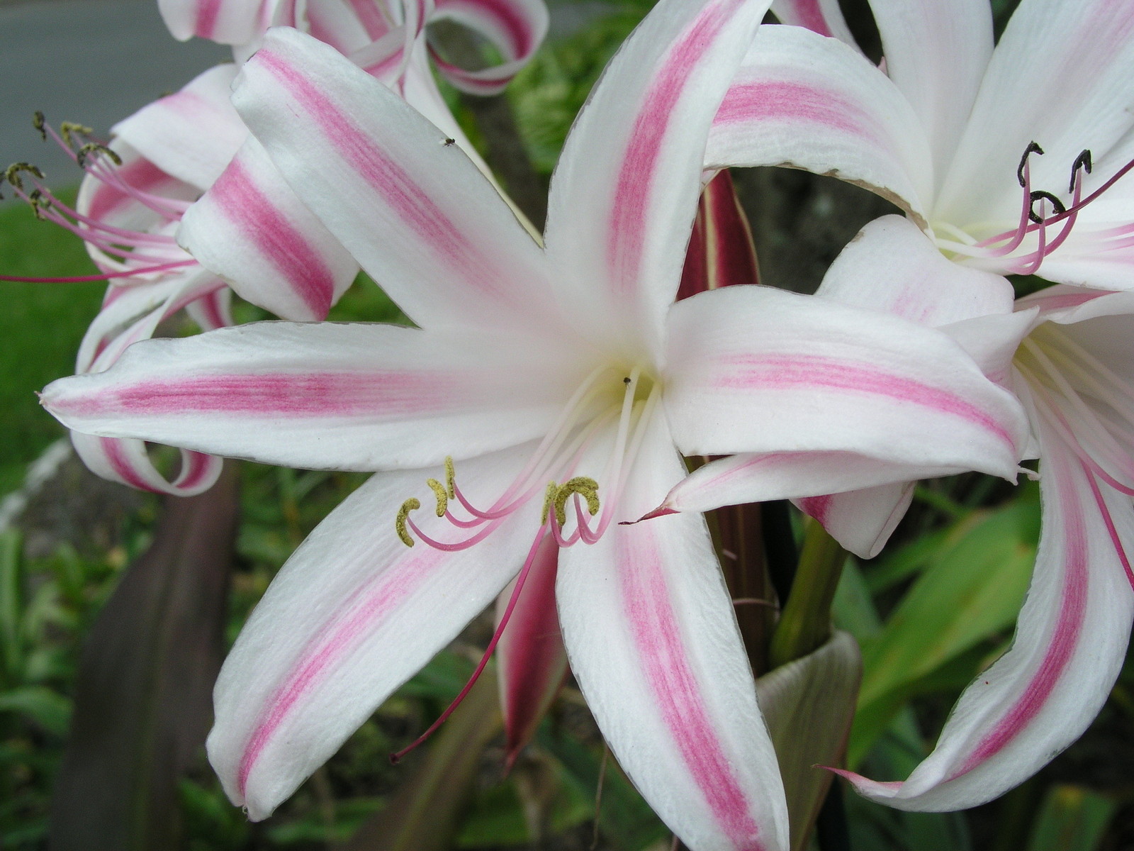 Crinum Lily, GRAB BAG, 30 bulbs, at least 10 types – over 50% off