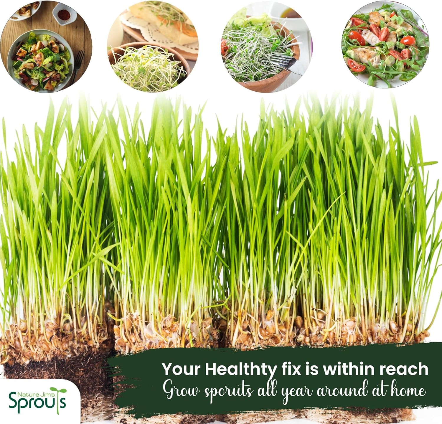 Nature Jims Sprouts Wheatgrass Seeds – 100% Organic Wheat Grass Seed for Sprouti