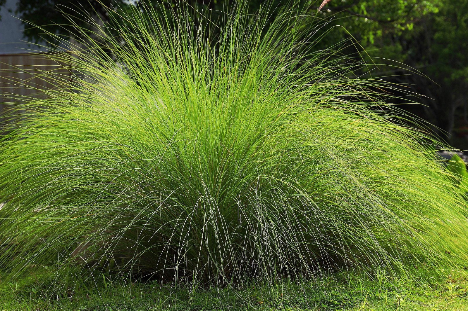 Weeping Lovegrass Eragrotis Curvula Seeds Free Shipping!