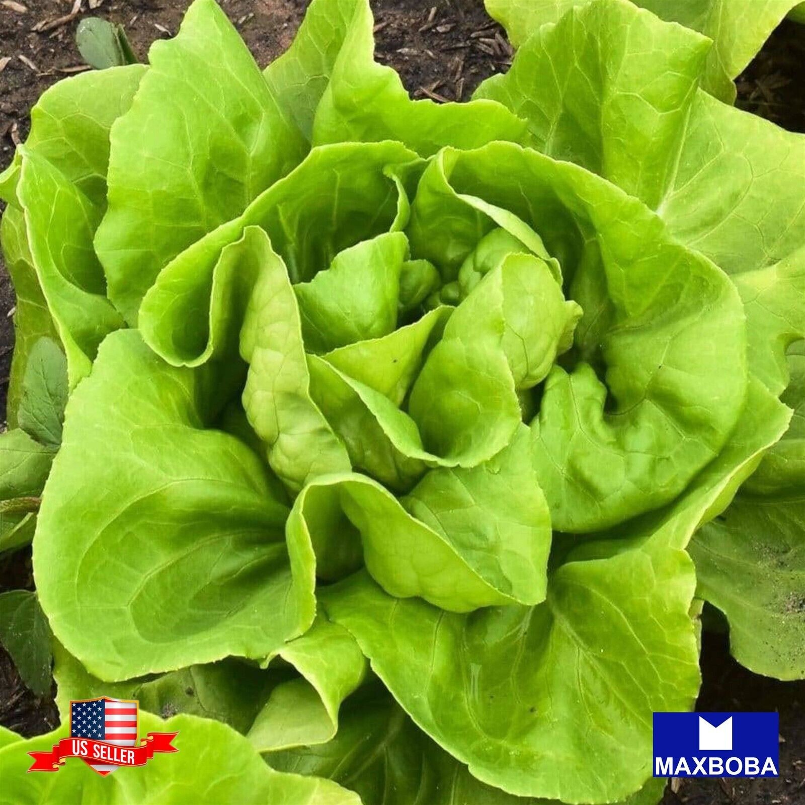 Premium Lettuce 25600 Fresh Seeds Butterhead Buttercrunch Non-GMO Heirloom