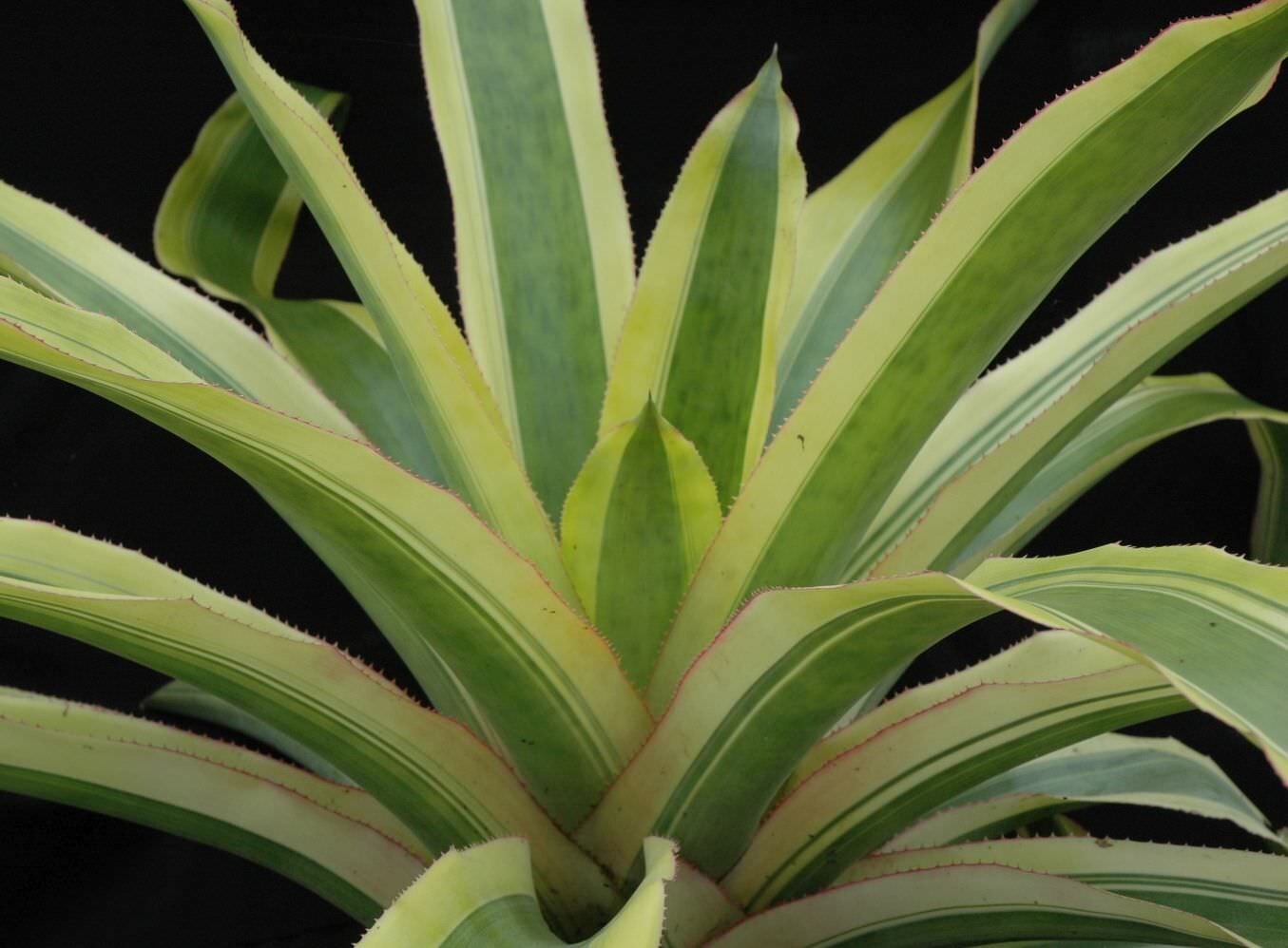 Aechmea Mexicana Albo 9″ pot – live plant
