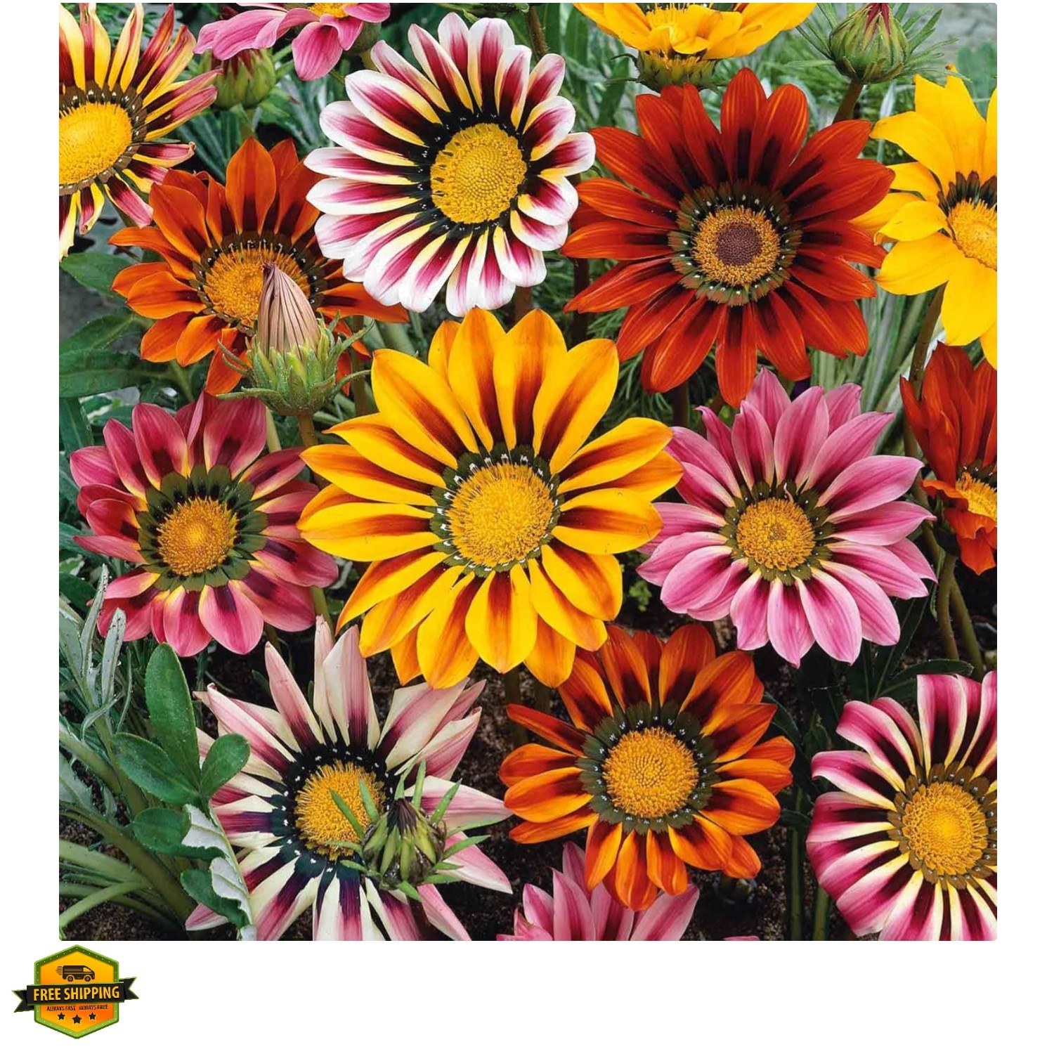 300 Gazania Seeds Mix Heat & Drought Tolerant Garden Flower & Ground Cover Pl…