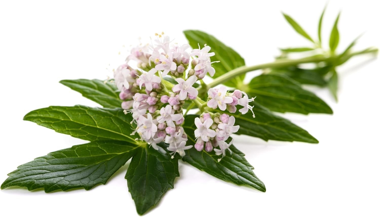 500+ Non-GMO Heirloom Valerian Seeds – Fragrant Medicinal Herb for Wellness