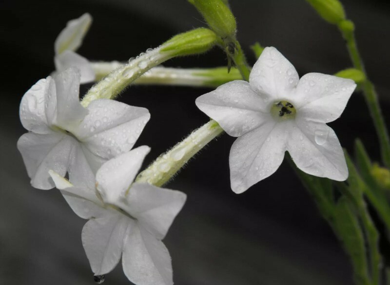 100+ tobacco, JASMINE Seeds- night scented FLOWER – FRAGRANT