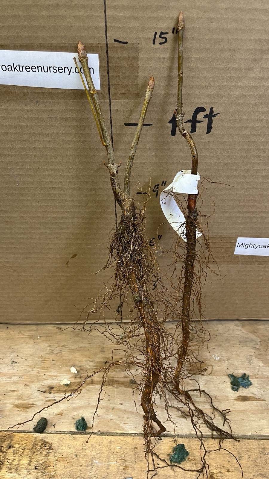 1-2 year old Bonsai plant Yellow buckeye ( Aesculus flava ), 4-6 inches tall