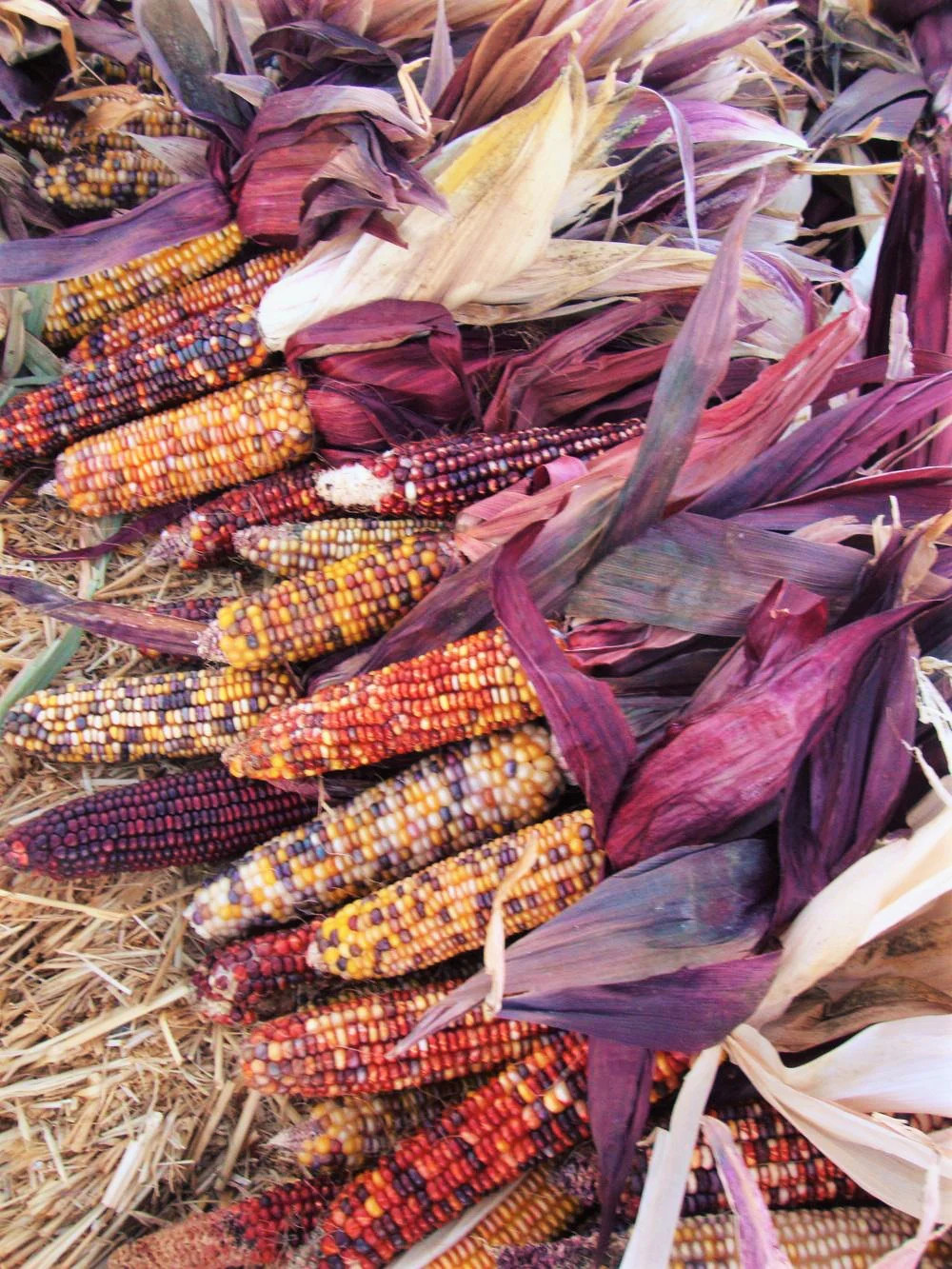 Seneca Red Stalker Ornamental Corn Seeds | Purple Red Husk Dent Indian Seed 2024