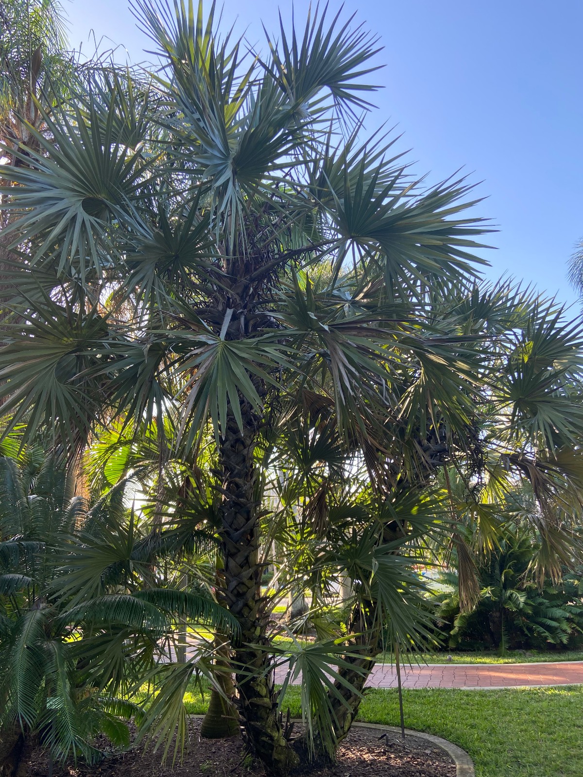 Hyphaene coriacea Seeds – Ilala Palm Seeds!