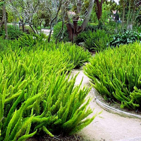 10 ASPARAGUS FOXTAIL FERN Seeds Myers Houseplant Tropical Flower Garden RARE!