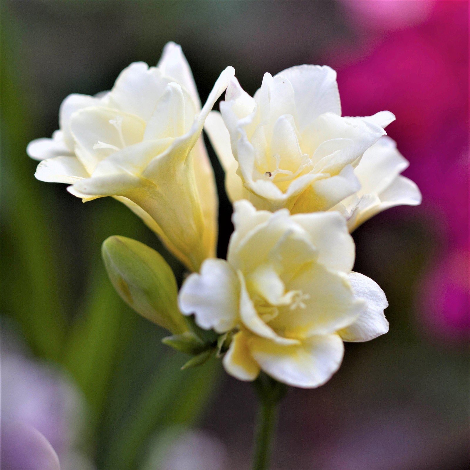 Easy to Grow Freesia Doubles Mix 15 Plant Bulbs, Spring Flowers Zones 9-11