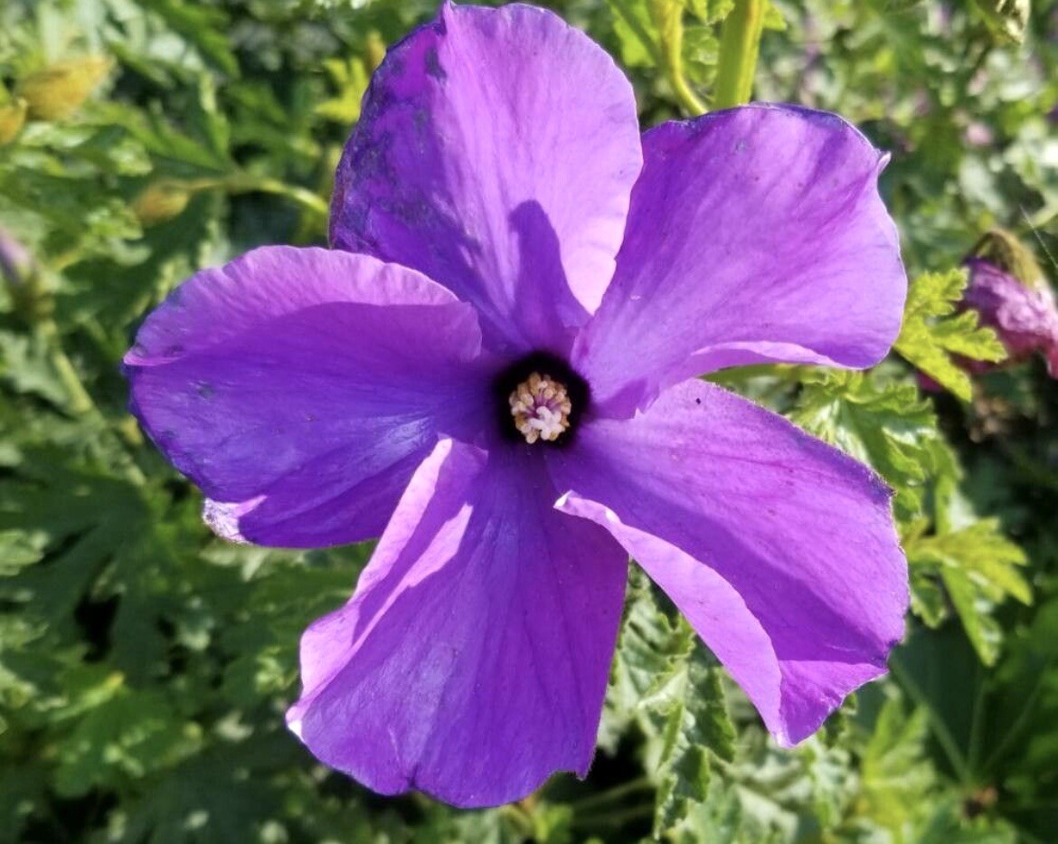 Lilac Hibiscus, Alyogyne Huegelii – 20 seeds 2024 – USA