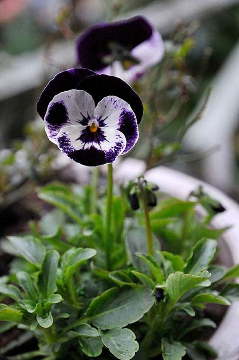 Viola Seeds 25 Penny Mickey Viola Cornuta Seeds