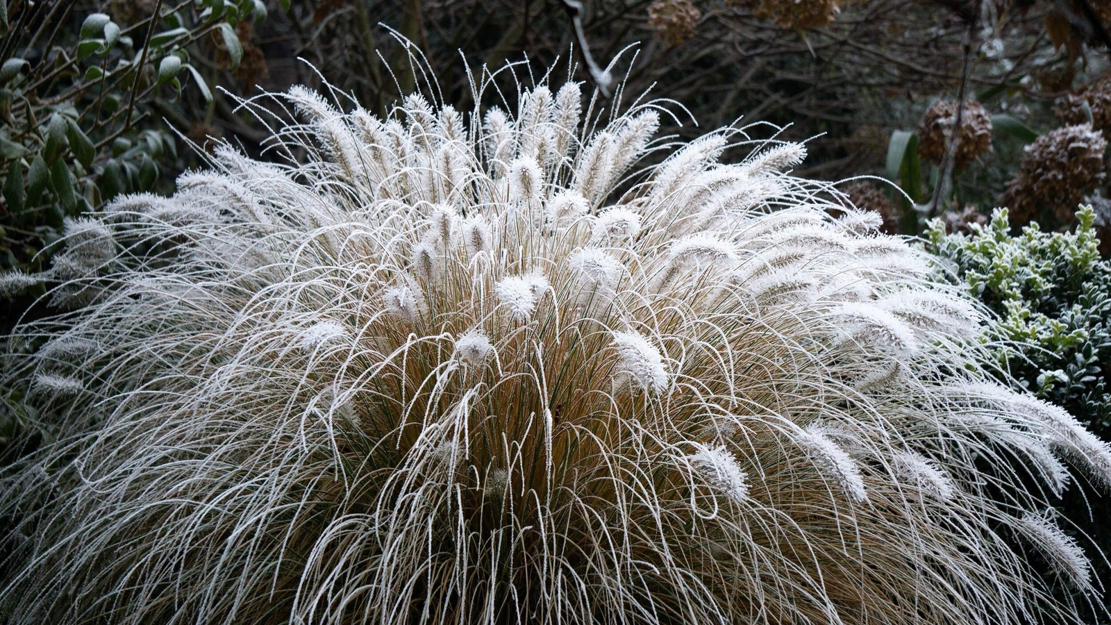 25 DWARF FOUNTAIN GRASS Pennisetum Alopecuroides Hardy White Ornamental Seeds