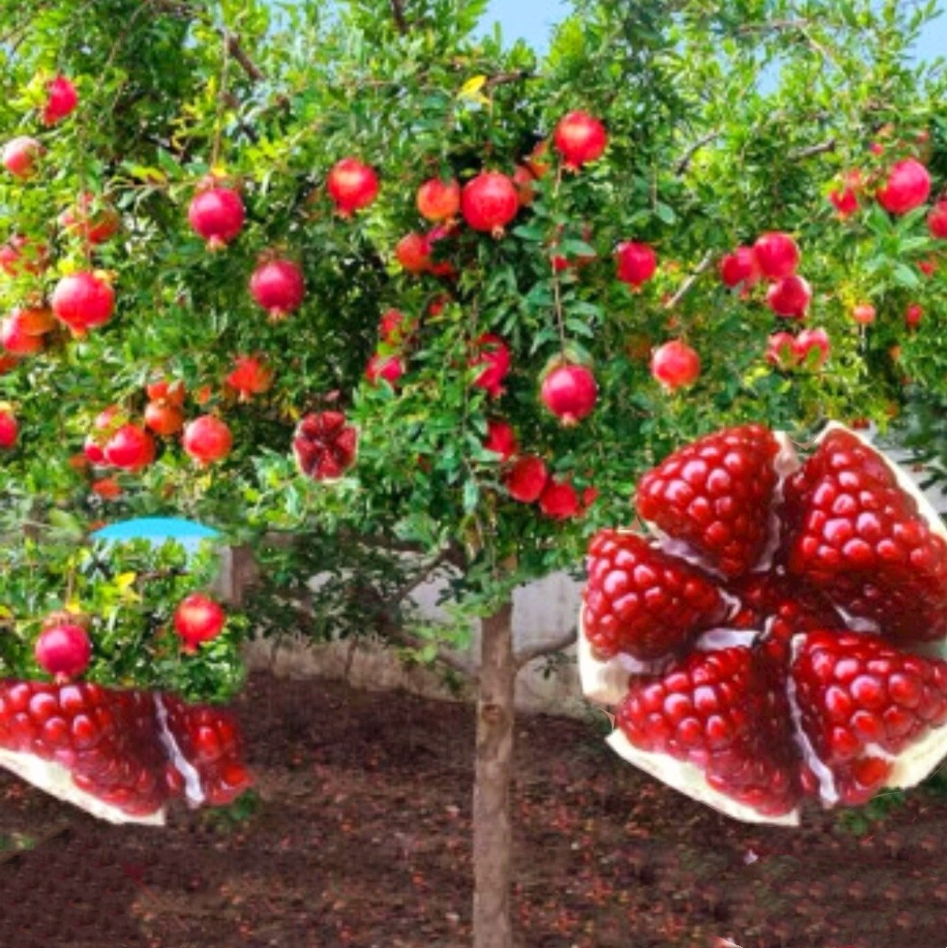 60 Seeds Pomegranate Red Fruit Dwarf trees Punica Granatum Bonsai Megranate