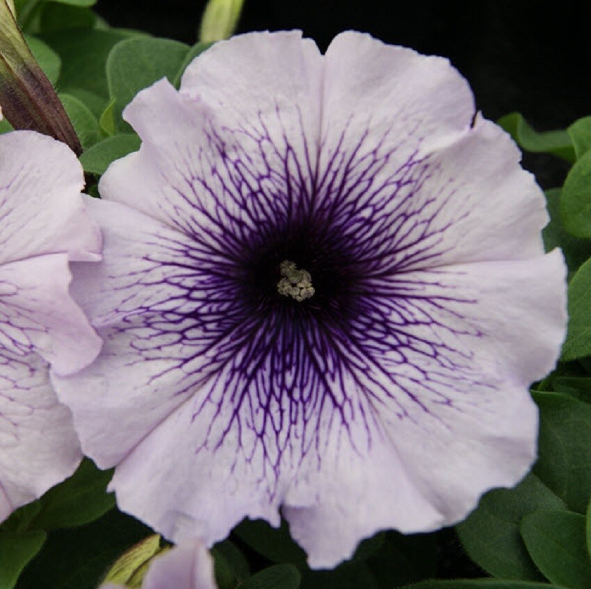 50 Pelleted Petunia Seeds Mambo Blue Vein