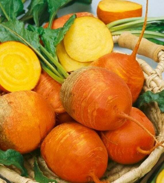Beet Seed: Golden Detroit Beet Seeds. Fresh Seed. FREE Shipping!!!!!
