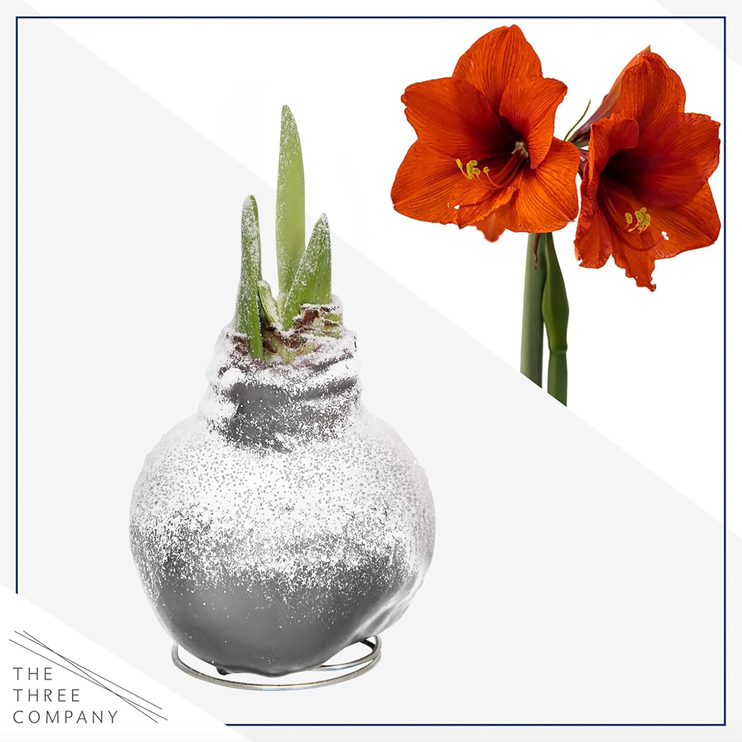 Snow Flecked Waxed Amaryllis Bulb – Silver Wax with Red Blooms – Live Holiday Gi
