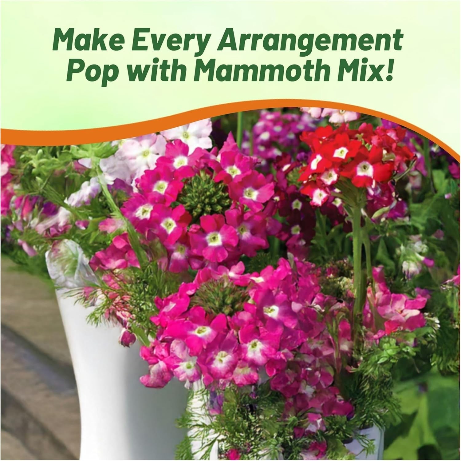 1000 Seeds Verbena Mammoth Flower Seed Mix – Annual Flowers