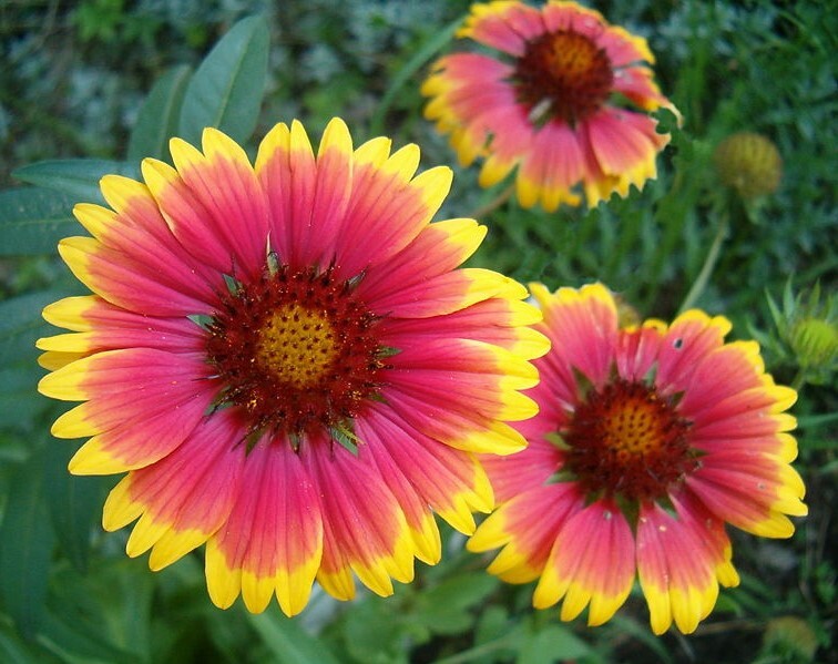 Gaillardia Aristata 30 Seeds, Great Blanketflower, Wildflower Perennial Herb