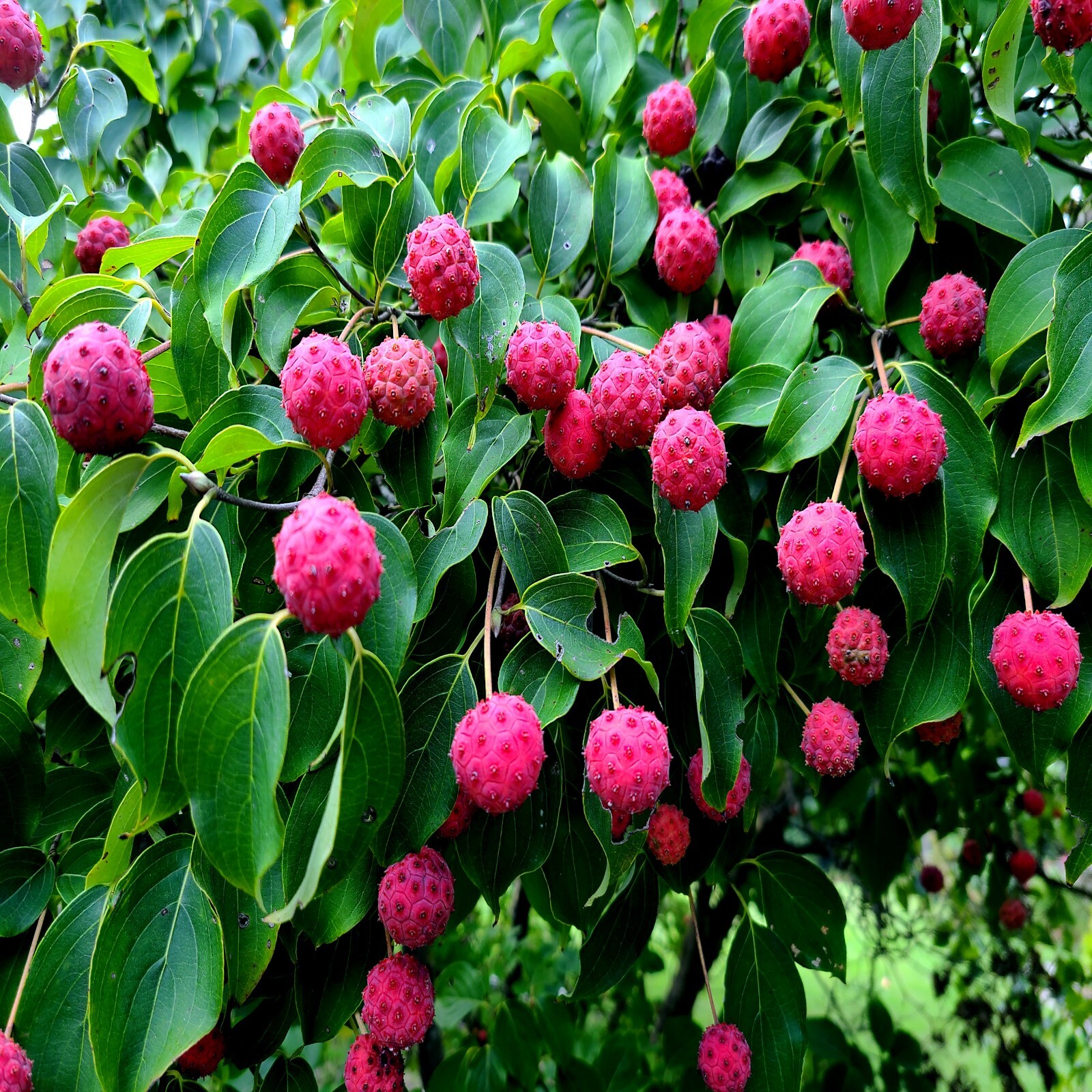 KOUSA DOGWOOD TREE SEEDS Chinese Milky Way Hardy-5 White Flower Red Fruit Plant